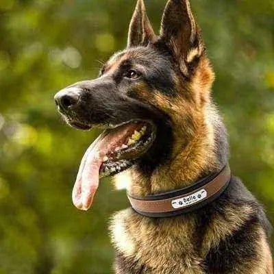Big Dog's Personalised Leather Collar-3