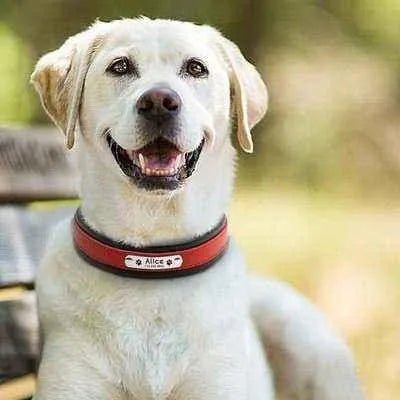 Big Dog's Personalised Leather Collar-4